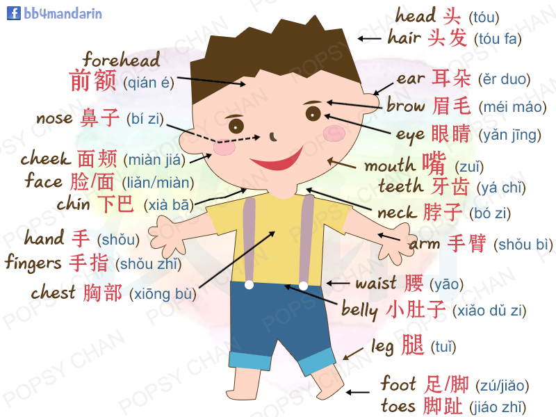 คำศัพท์ภาษาจีนกลาง หมวดร่างกาย, เรียนภาษาจีนด้วยตัวเอง, ภาษาจีน